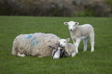 Sheep with spring lambs on grass meadow