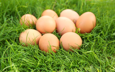 Raw eggs on green grass background