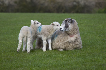 Obraz premium Sheep with spring lambs on grass meadow