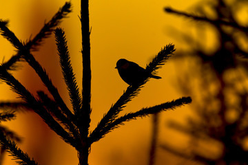 Great tit Parus major and winter sunset