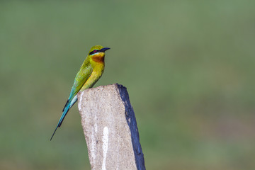 Obraz premium Blue-tailed bee-eater in Arugam bay lagoon, Sri Lanka