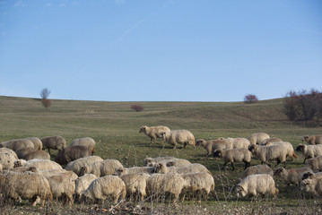 Sheep in nature on meadow, VIscri, Transylvania, Romania