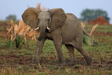 Fototapeta na wymiar Elephant in the beautiful nature habitat, this is africa, african wildlife, endangered species, wild tanzania