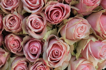 Obraz na płótnie Canvas pink wedding roses