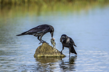 House crow in Arugam bay lagoon, Sri Lanka
