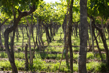 Mendoza Vines, Lujan de Cuyo