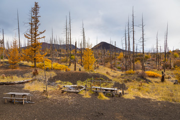 Autumn in Dead Forest, 40 years after eruption of Tolbachik volcano. Kamchatka, Russia.