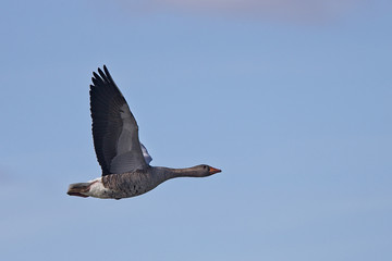 Greylag Goose (Anser anser) in flight, Gwithian, Cornwall, England, UK.