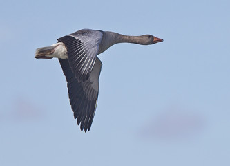 Greylag Goose (Anser anser) in flight, Gwithian, Cornwall, England, UK.