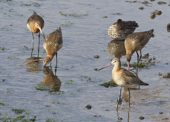 Bar-tailed Godwits (Limosa lapponica) juveniles at Hayle Estuary RSPB Reserve, Cornwall, England, UK.
