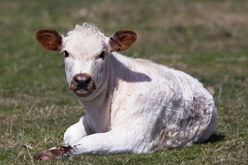 English Longhorn Cattle, calf sitting on grass, Cornwall, England, UK.