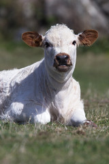 English Longhorn Cattle, calf sitting on grass, Cornwall, England, UK.