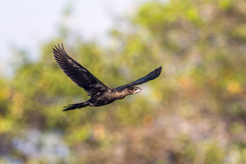 Obraz premium Little cormorant in Arugam bay lagoon, Sri Lanka