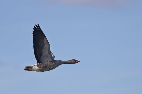 Greylag Goose (Anser anser) in flight, Gwithian, Cornwall, England, UK.