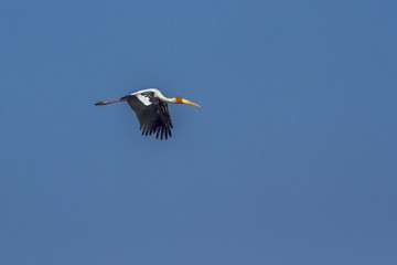 Painted Stork in Arugam bay lagoon, Sri Lanka