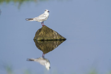 Whiskered Tern in Arugam bay lagoon, Sri Lanka