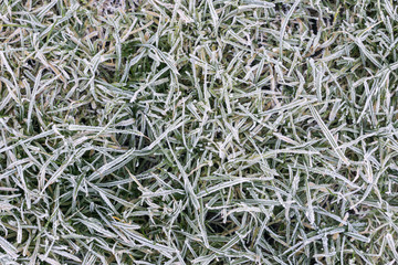 gefrorene lange Grashalme