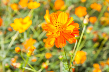 Colorful yellow cosmos flowers with blurred background garden.