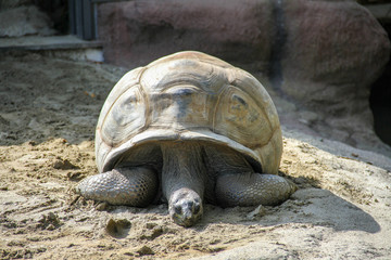 Old turtle in the park