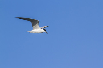 Obraz premium Whiskered Tern in Arugam bay lagoon, Sri Lanka