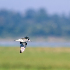 Whiskered Tern in Arugam bay lagoon, Sri Lanka