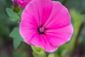 Pink mallow flower on a grass background. bright flower bud summer day.  lat. Malvaceae, M&aacute;lva