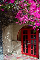 Huge Bougainvillea  plant framing entry to a building