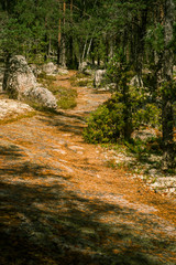 A beautiful hiking path in Finland forest