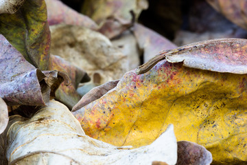 Dry leaf