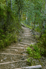 Obraz premium A beautiful hiking path in Finland forest