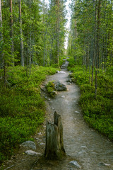 A beautiful hiking path in Finland forest