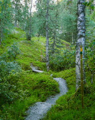 A beautiful hiking path in Finland forest