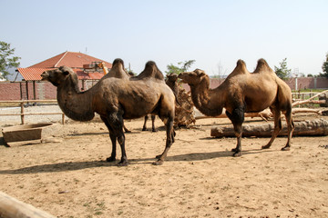 Camels in the park
