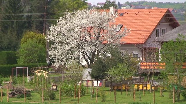 Der Frühlingswind bewegt die grünen Sträucher und die weiße Blütenpracht des Kirschbaumes