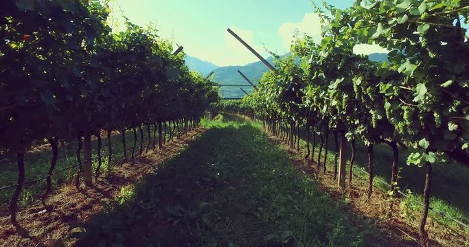 Road in wine yard, prosecco region in Italy 