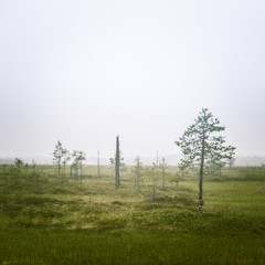 A beautiful mire landscape in Finland - dreamy, foggy look