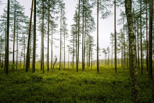 A beautiful mire landscape in Finland - dreamy, foggy look
