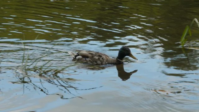 Wild duck mal swimming in water.