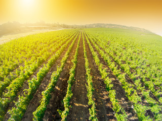 Spectacular aerial view at sunset of rows of red grapes in California. Napa Valley is the main wine growing region of the United States and one of the major wine regions of the world.