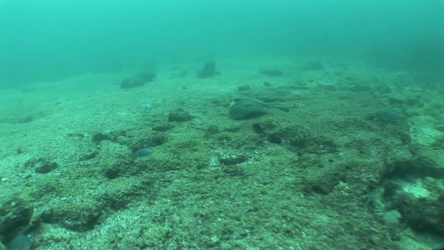 coral life underwater video 1080