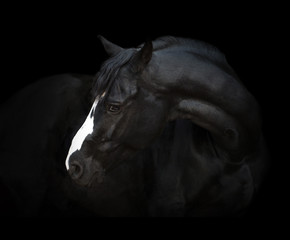 Portrait of the black horse  with white line of his head on the black background - 131863054