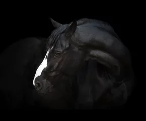 Gordijnen Portrait of the black horse  with white line of his head on the black background © ashva