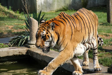 Fototapeta premium Tiger walking in the park