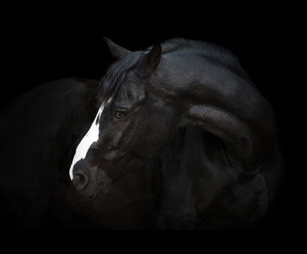 Fototapeta Portrait of the black horse  with white line of his head on the black background