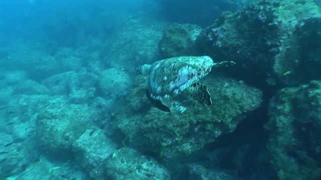 sea turtle coral life underwater video 