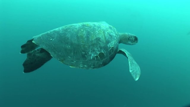 sea turtle coral life underwater video 
