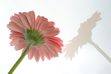 gerbera - różowy kwiat z cieniem na szarym tle © dorotaemiliac