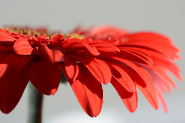 gerbera - zbliżenie czerwonego kwiatu na szarym tle