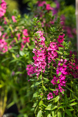 Fototapeta premium Blossom Pink Flowers and green leaves in Garden