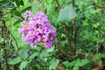 Pink crape myrtle Lagerstroemia speciosa or jarul flower 